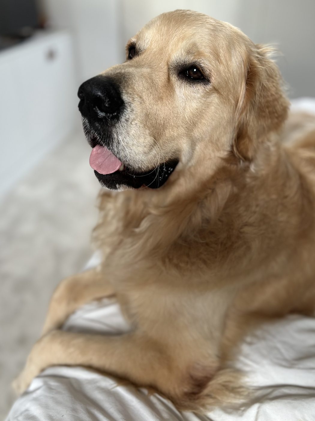 Bailey, el golden retriever de la casa, tumbado con su juguete