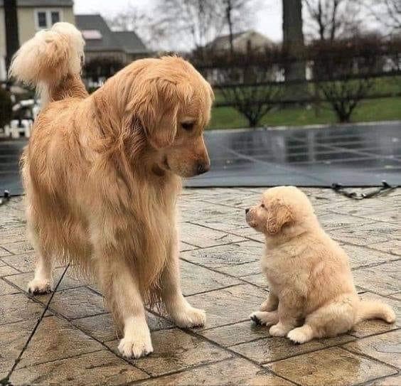 Bailey, le golden retriever de La Maison de Bailey, prêt à accueillir votre chien à Bagneux, près de Paris